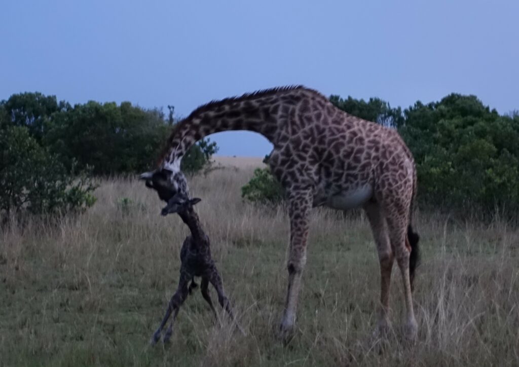 Giraffe mit Neugeborenem, ein absoluter Höhepunkt meines Sabbaticals in Afrika