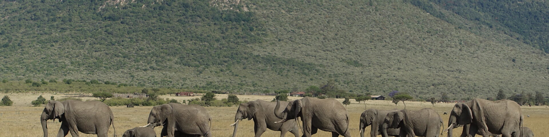 Group of elephants walking in file