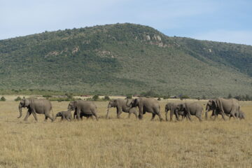 Group of elephants walking in file