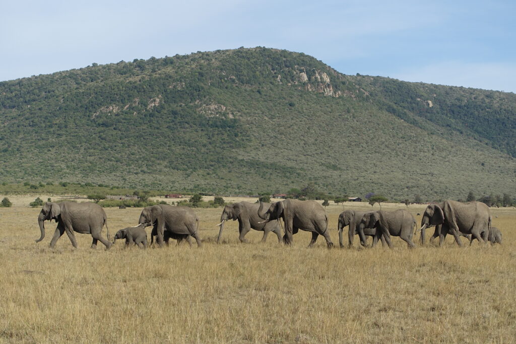 Sabbatical in Afrika: Elefantenherde im Enonkishu Concervancy