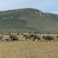 Elefantenherde im Enonkishu Concervancy