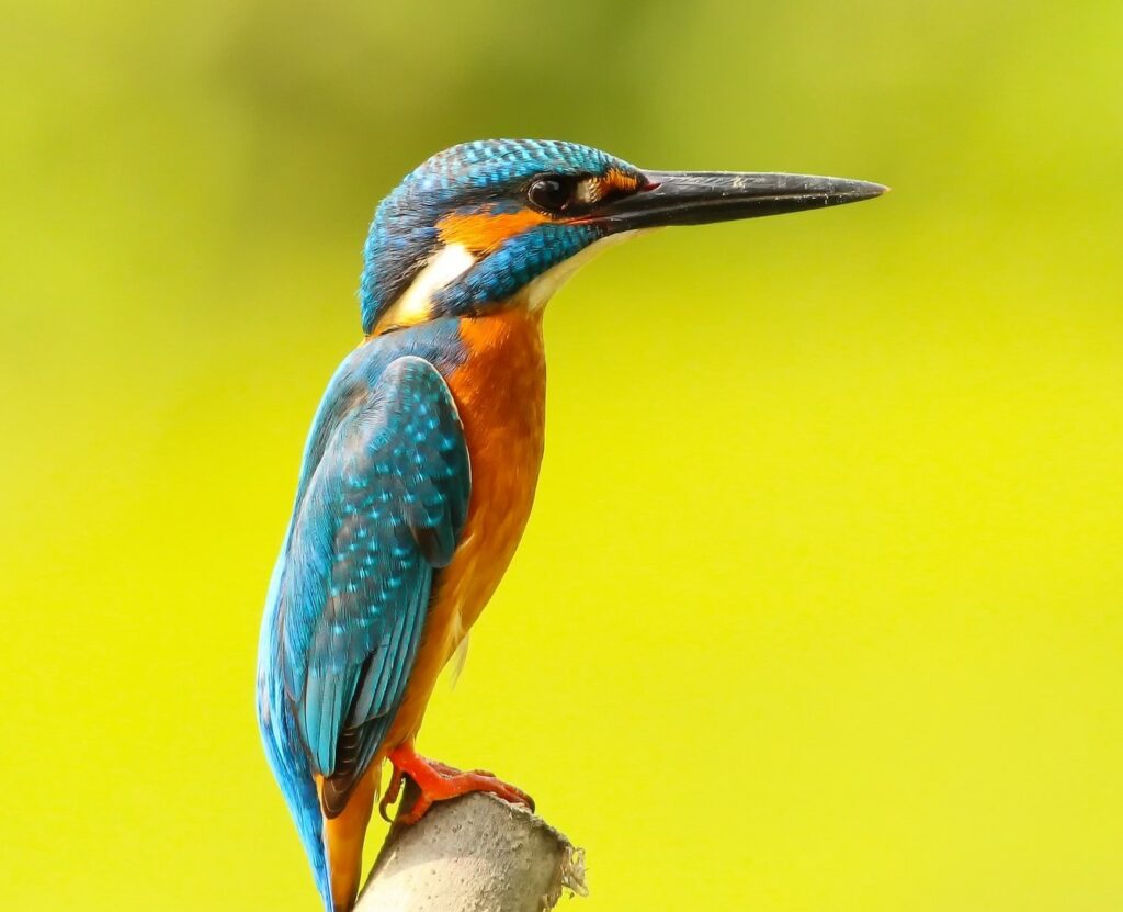 Der Kingfisher (Eisvogel) stand Pate für die neue Schnauze des Schinkansen Zugs (Biomimikri)